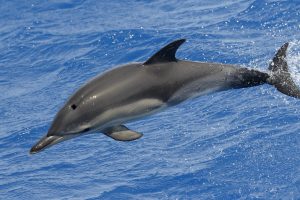 Read more about the article The Intellectual Honesty Of Dolphins